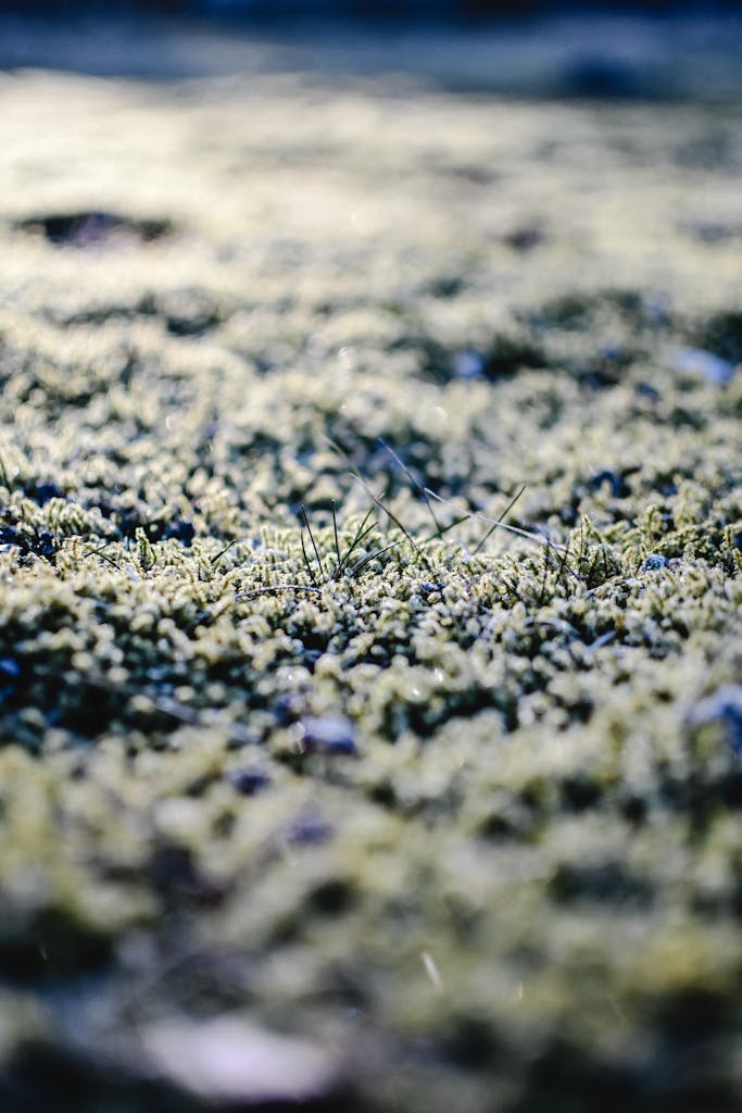 Close-up of Frosty Grass