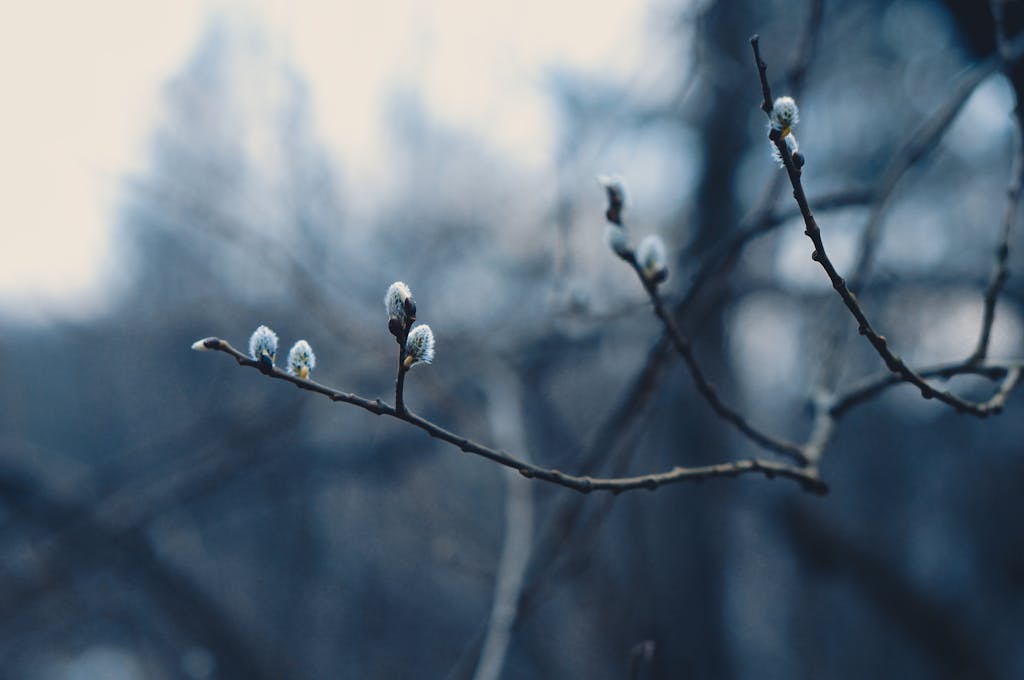 Captivating close-up image of tree branches with emerging buds against a blurred background, depicting nature's renewal in spring.